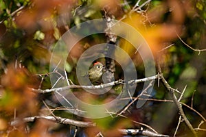 Ruby-crowned Kinglet, Corthylio calendula, Order: Passeriformes, Family: Regulidae