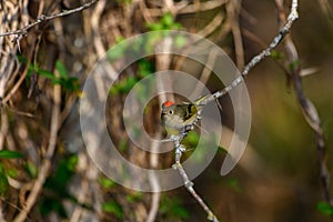 Ruby-crowned Kinglet, Corthylio calendula, Order: Passeriformes, Family: Regulidae