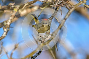 Ruby-crowned Kinglet, Corthylio calendula, Order: Passeriformes, Family: Regulidae