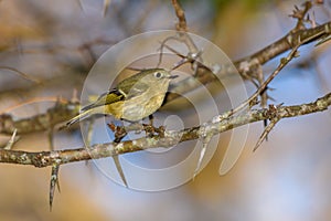 Ruby-crowned Kinglet, Corthylio calendula, Order: Passeriformes, Family: Regulidae