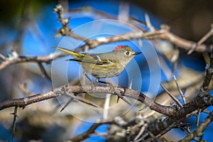 Ruby-crowned Kinglet, Corthylio calendula, Order: Passeriformes, Family: Regulidae