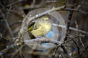 Ruby-crowned Kinglet, Corthylio calendula, Order: Passeriformes, Family: Regulidae