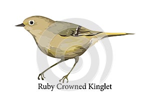 Ruby crowned kinglet exotic bird. Wild nature