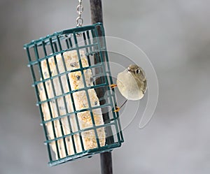 Ruby-crowned kinglet feeding on a feeder