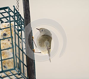 Ruby-crowned kinglet feeding on a feeder