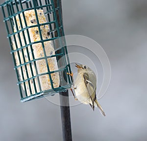 Ruby-crowned kinglet feeding on a feeder