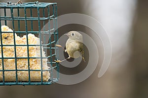 Ruby-crowned kinglet feeding on a feeder