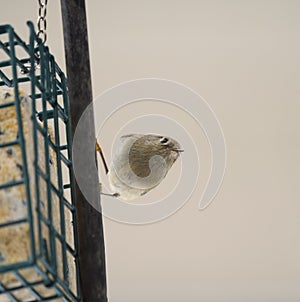 Ruby-crowned kinglet feeding on a feeder