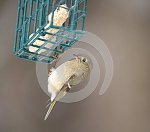 Ruby-crowned kinglet feeding on a feeder
