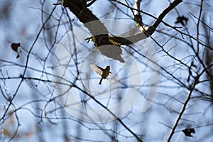 Ruby-Crowned Kinglet in Flight