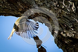 Ruby-crowned Kinglet in flight