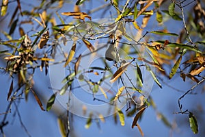 Ruby-Crowned Kinglet Foraging