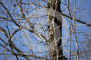 Ruby-Crowned Kinglet Foraging