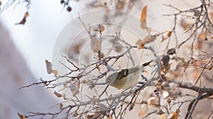 Ruby crowned kinglet hunting for insects in winter tree