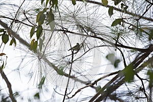 Ruby-Crowned Kinglet Looking Around