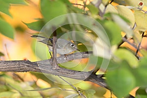 A ruby crowned kinglet perched on a bracnh with fall colors in the background