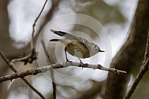 A ruby crowned kinglet perched on a branch