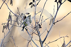 Ruby Crowned Kinglet perched sining in sunset, Athens, Georgia, USA