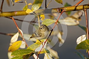 Ruby-crowned kinglet perching on tree branch