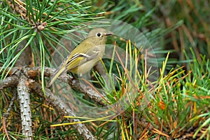 Ruby-crowned Kinglet - Regulus calendula