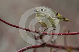 Ruby-crowned Kinglet - Regulus calendula