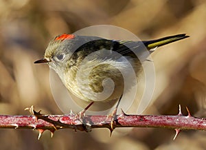 Ruby Crowned Kinglet - Regulus calendula