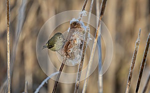 A ruby-crowned kinglet 