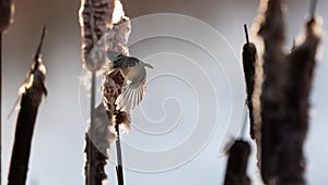 A ruby-crowned kinglet  Regulus calendula  .