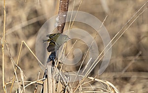 A ruby-crowned kinglet 