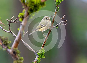 A ruby-crowned kinglet 