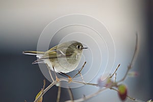 Ruby-crowned kinglet resting in woods