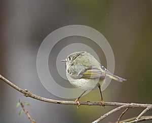 Ruby-crowned kinglet resting in woods