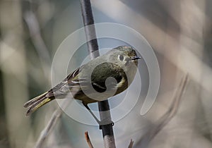Ruby-crowned Kinglet