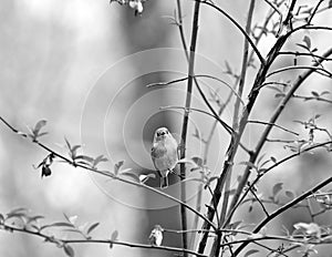 Ruby-Crowned Kinglet, Small Bird