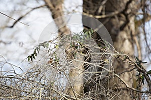 Ruby-Crowned Kinglet Taking Off