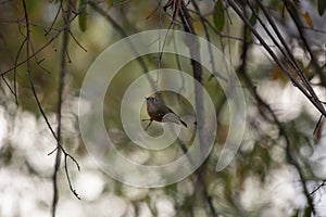 Ruby-Crowned Kinglet on a Tree