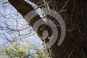 Ruby-Crowned Kinglet in a Tree