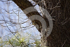 Ruby-Crowned Kinglet in a Tree