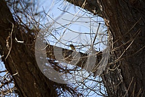 Ruby-Crowned Kinglet on a Tree