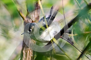 Ruby Crowned Kinglet