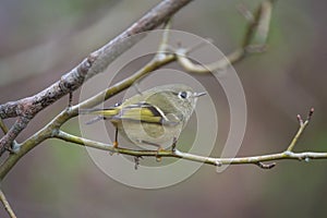 Ruby-crowned kinglet resting in woods