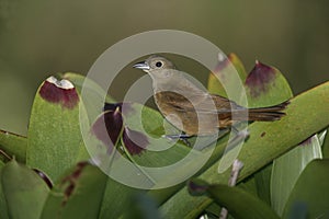 Ruby-crowned tanager, Tachyphonus coronatus