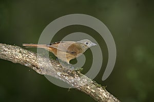 Ruby-crowned tanager, Tachyphonus coronatus