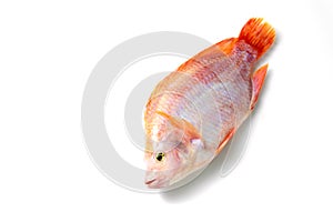 Ruby fish on a white background