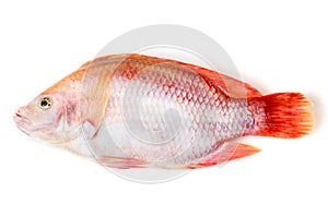 Ruby fish on a white background
