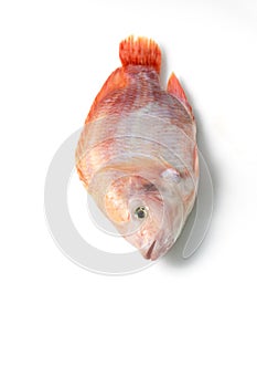 Ruby fish on a white background