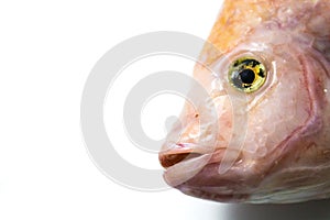 Ruby fish on a white background,close-up
