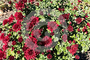 Ruby flowers of Chrysanthemum in autumn