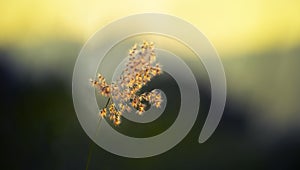 Close up of Ruby Grass on green background