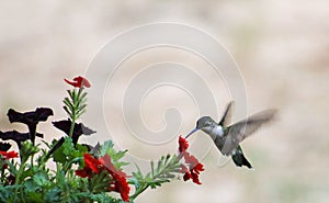 Ruby Hummingbird Red flower on R